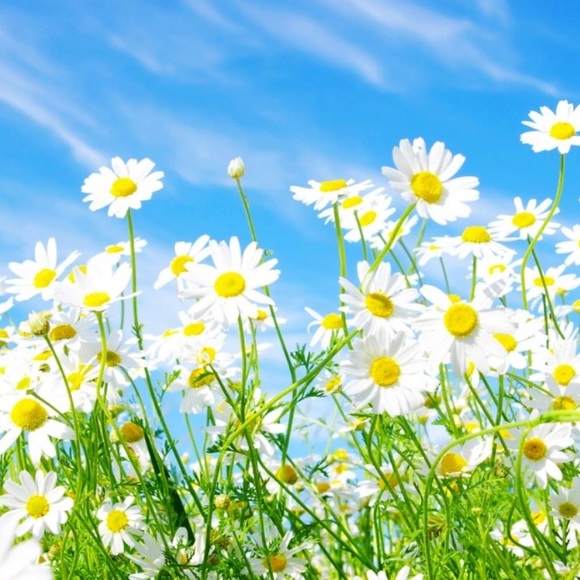 Meet your Posher, Bob - Picture 1 of 1